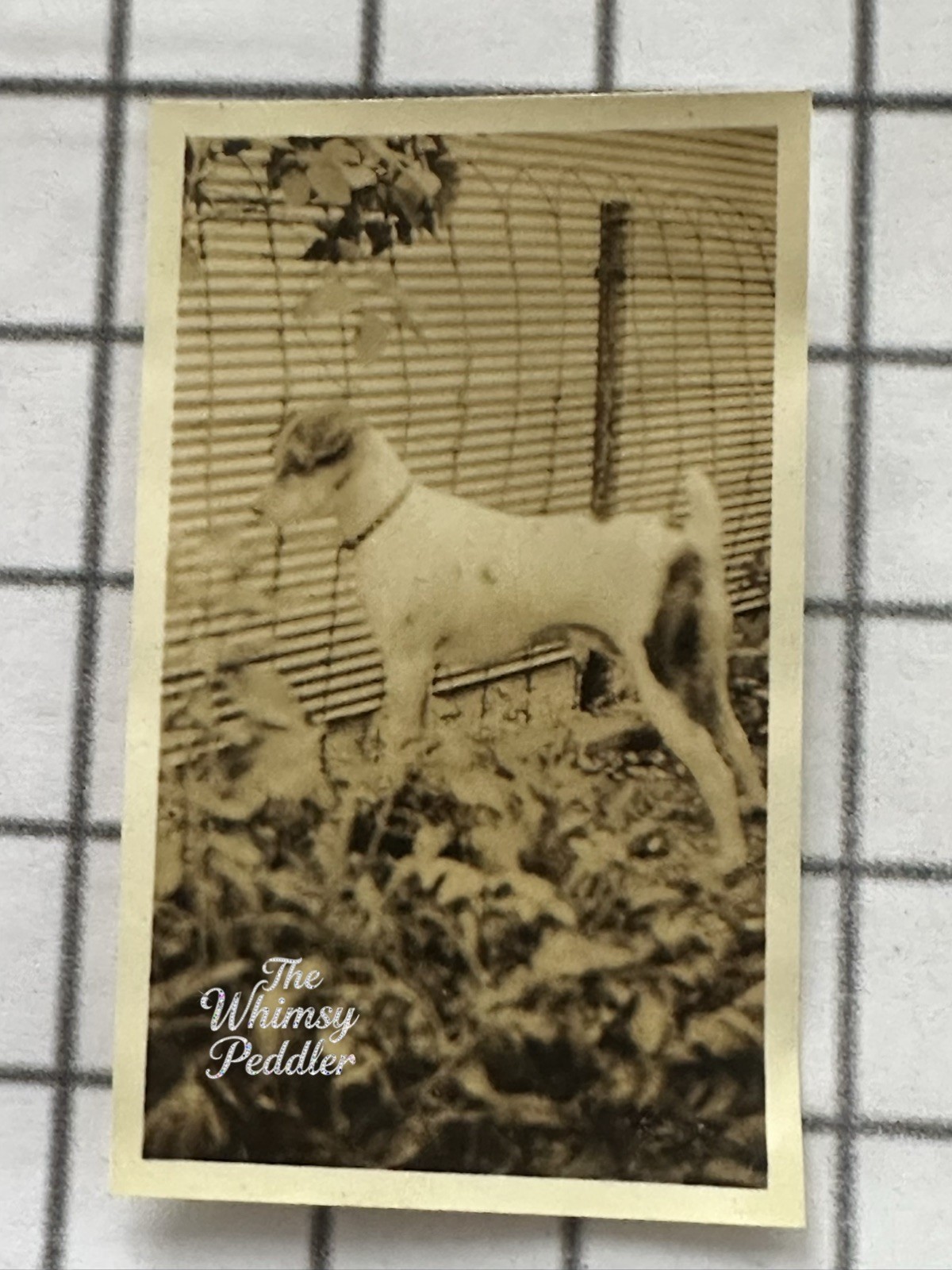 Vintage Fox Terrier Dog Backyard Chicken Wire Fence Snapshot Photo