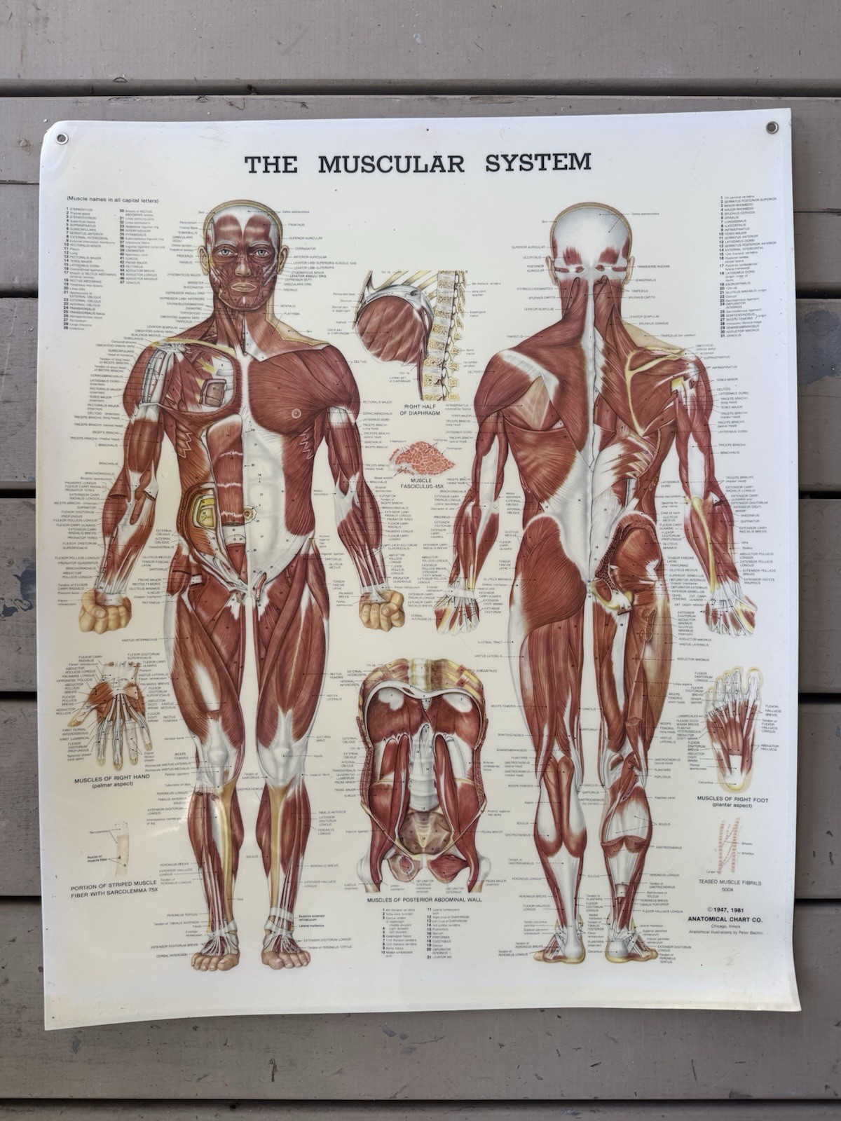 ⁠Vintage 1981 The Muscular System Anatomical Chart Co Peter Bachin Poster 20x26⁠