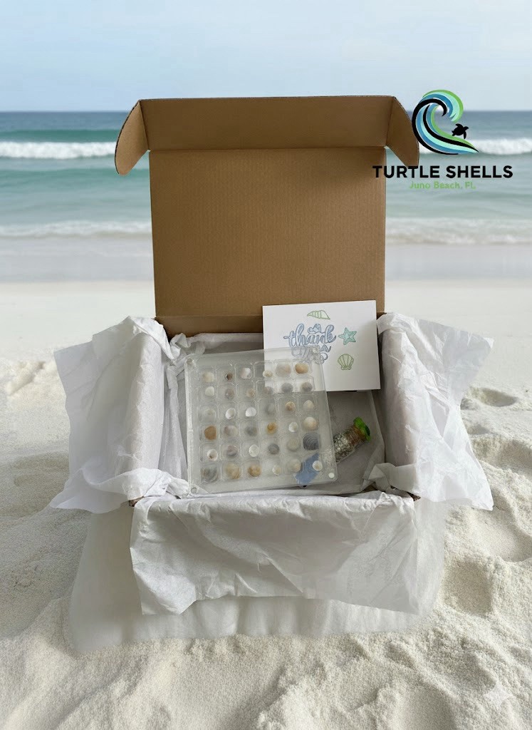 Hand picked Mini Shells Keepsake Box (36ct), Coastal Decor Gift Set