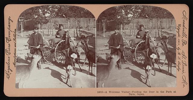 Photo:Nara Japan 1901 Deer Park Feeding Stereograph Deer Cart