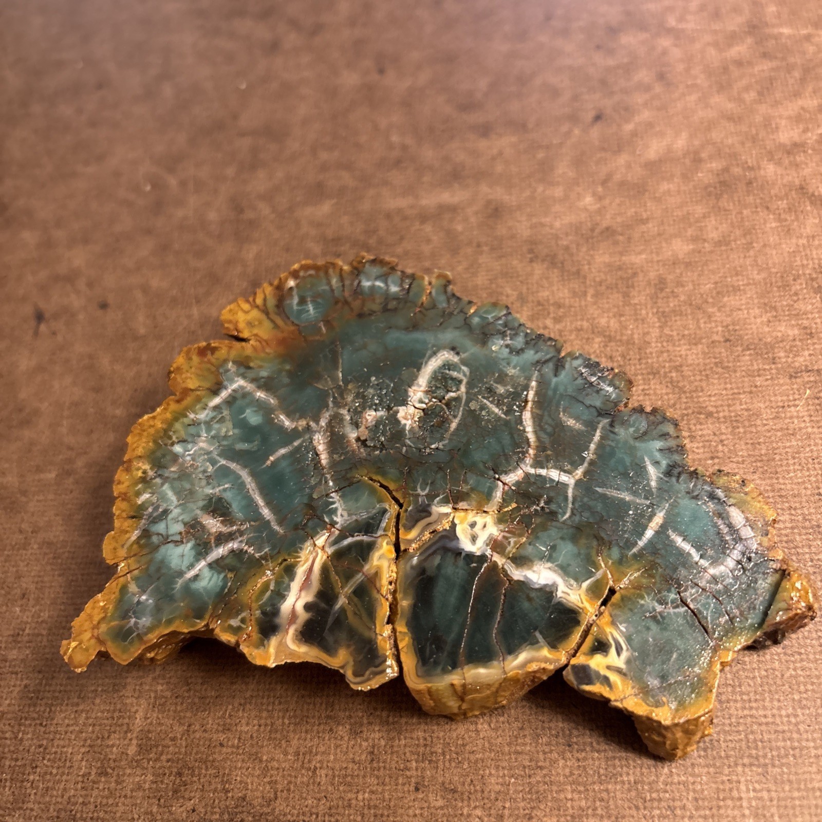 Zimbabwe Petrified Wood Green Chromium Woodworthia Specimen