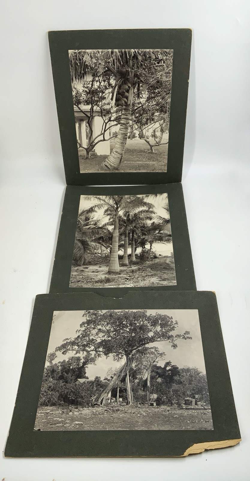3 antique 1890’S J.N. Chamberlain Albumen PHOTOS Miami Florida scenery Banyan