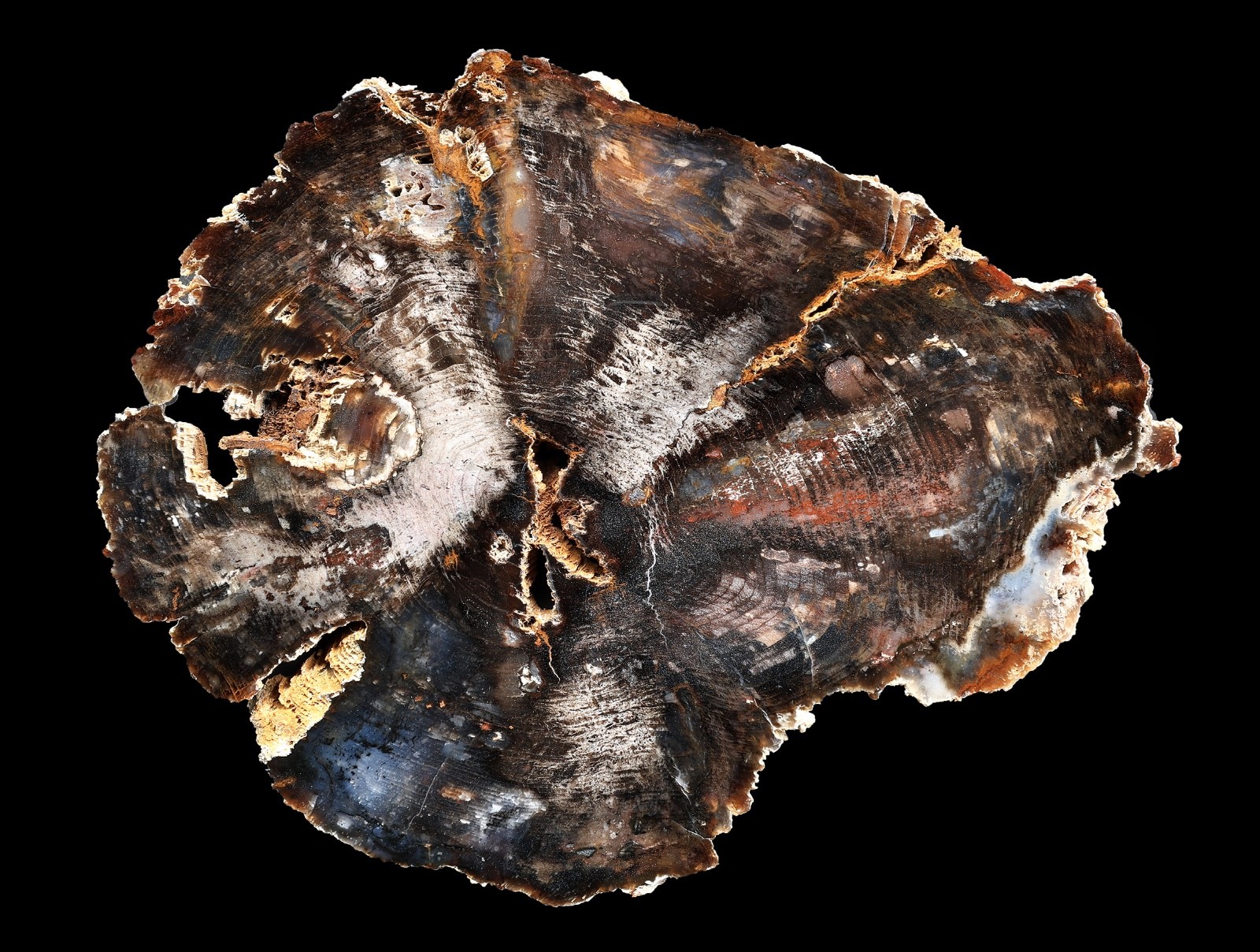 Hubbard Basin Nevada Petrified Wood Round Polished Deep Rich Color and Grain