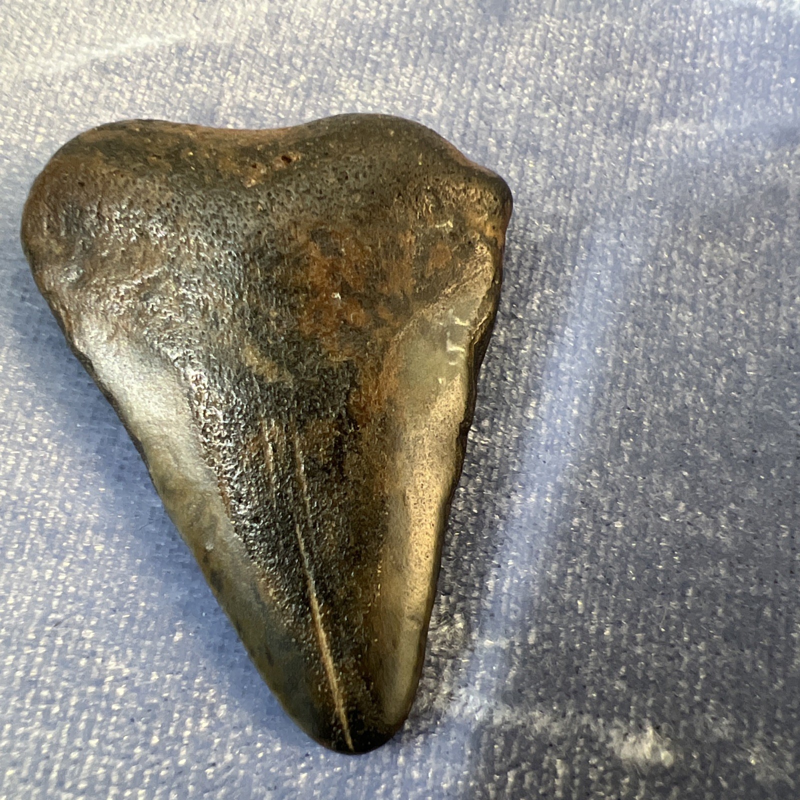 Megalodon Shark Tooth
