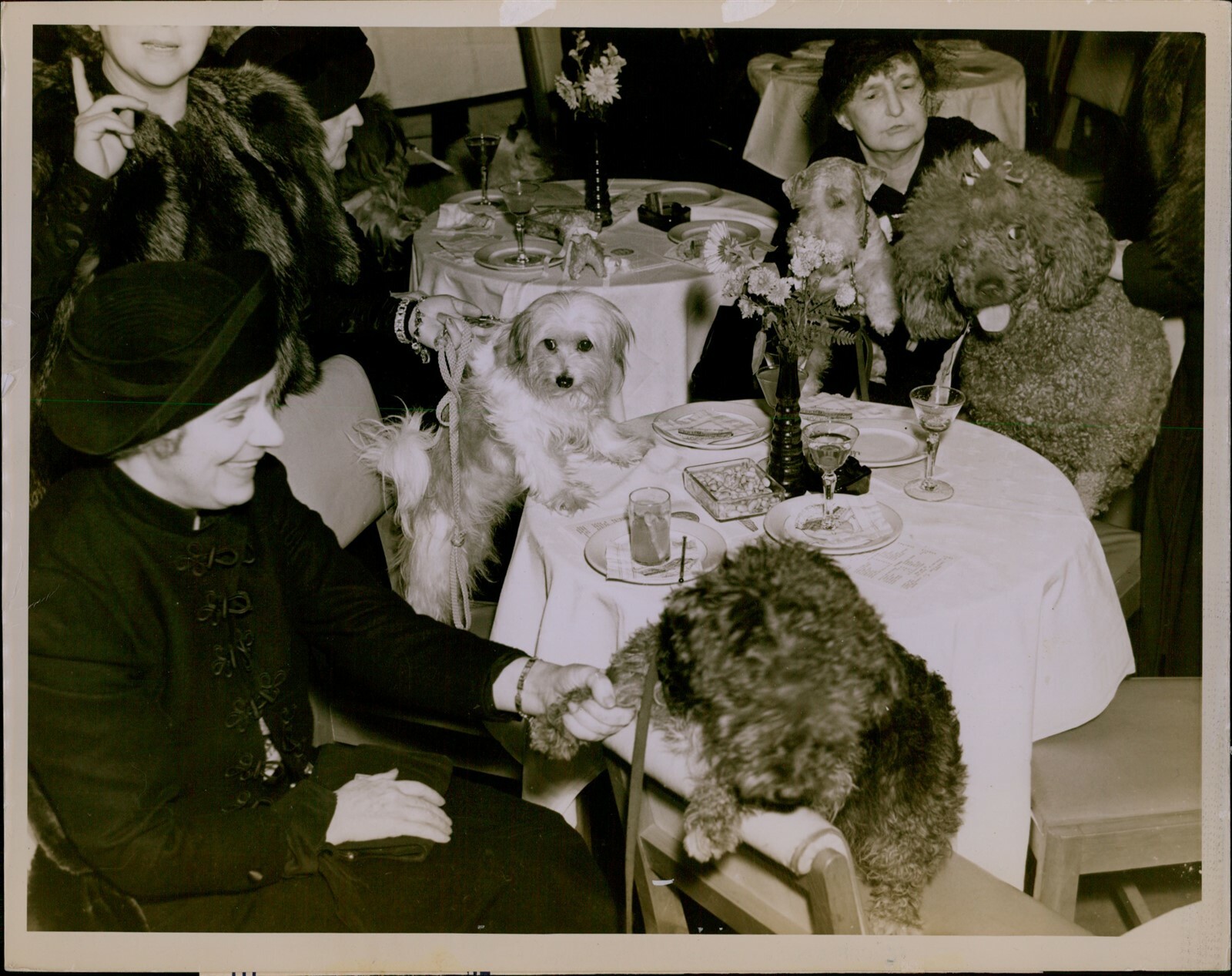 GA49 Original Underwood Photo PETS GO TO COCKTAIL PARTY Puppy Dogs Fancy Dinner
