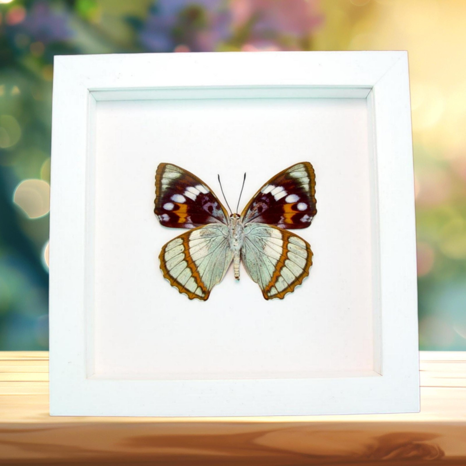 Framed Aqua Blue Butterfly Apatura Mimathyma schrenckii Vibrant White Display