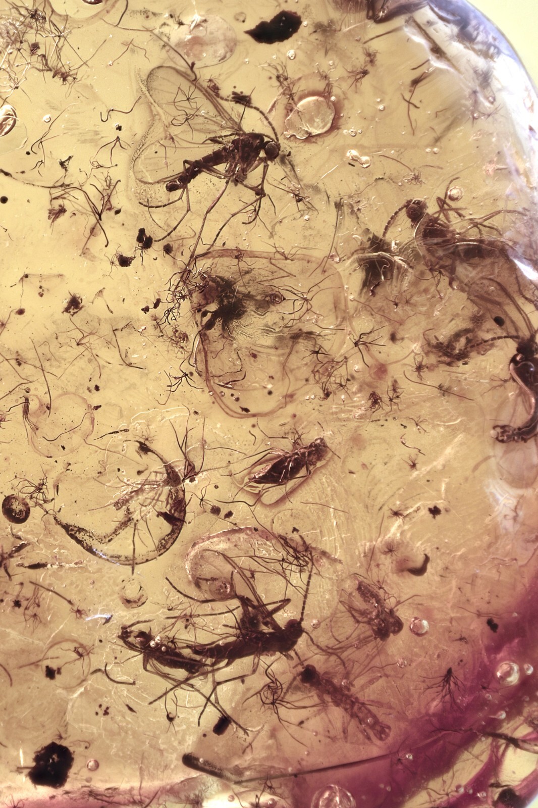 SWARM of 11 INSECTS Fossil Inclusion Genuine BALTIC AMBER + HQ Pic 250610-16