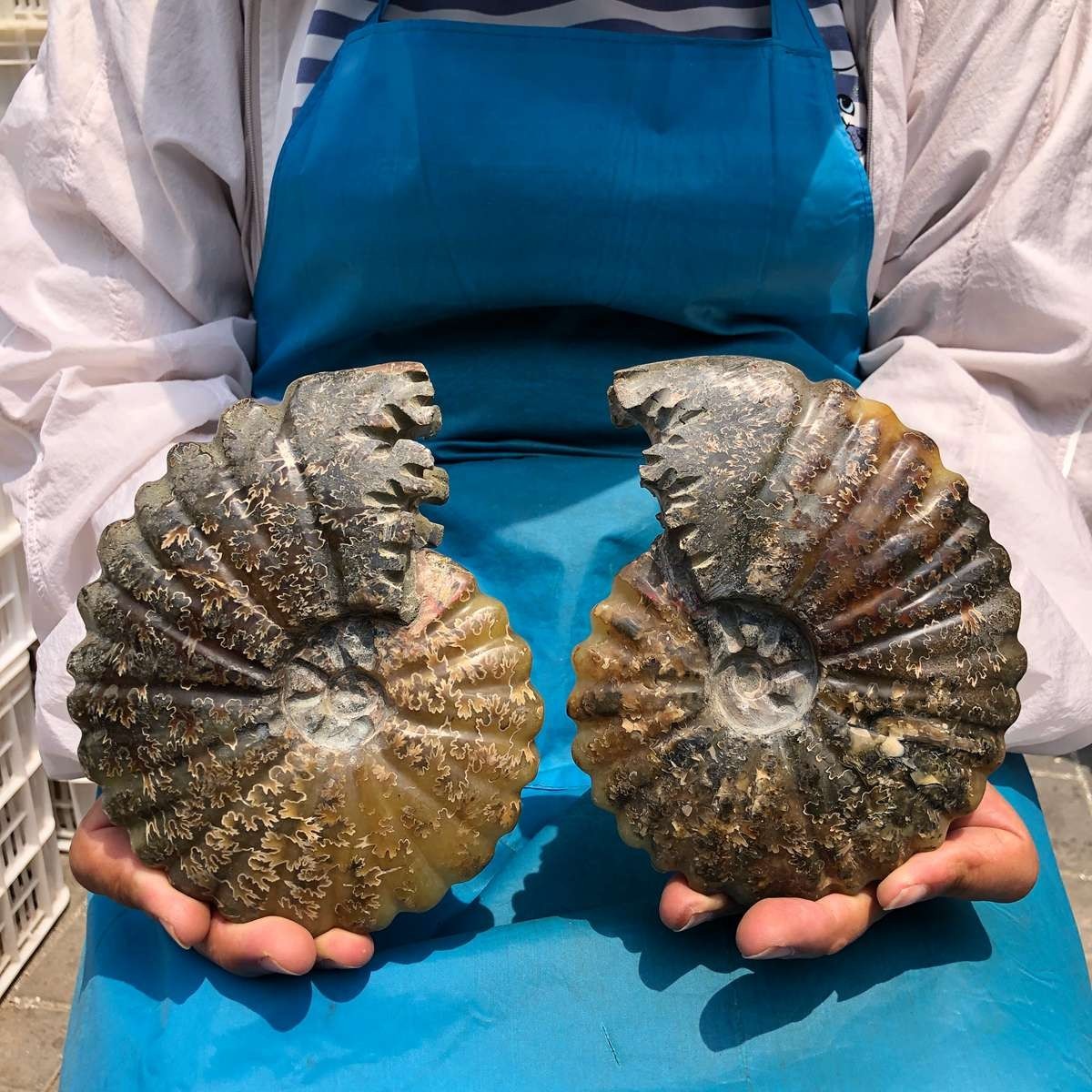 2pc3.45LB Large Natural Beautiful Ammonite Fossil Conch Crystal Specimen Healing