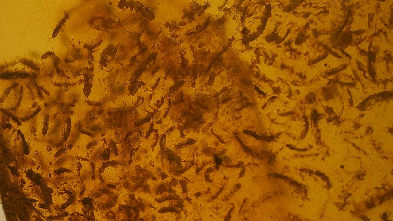 Rare swarm of springtails inclusion amber