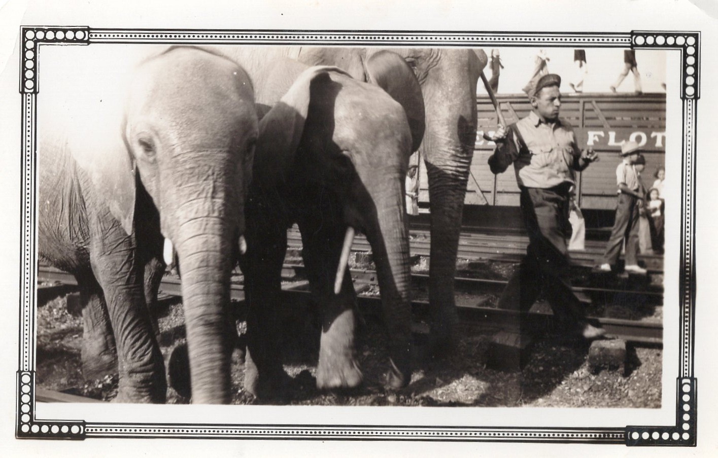 Ringling Bros. Traveling Circus Elephants Train Tracks Crowds Photo Snapshot Vtg
