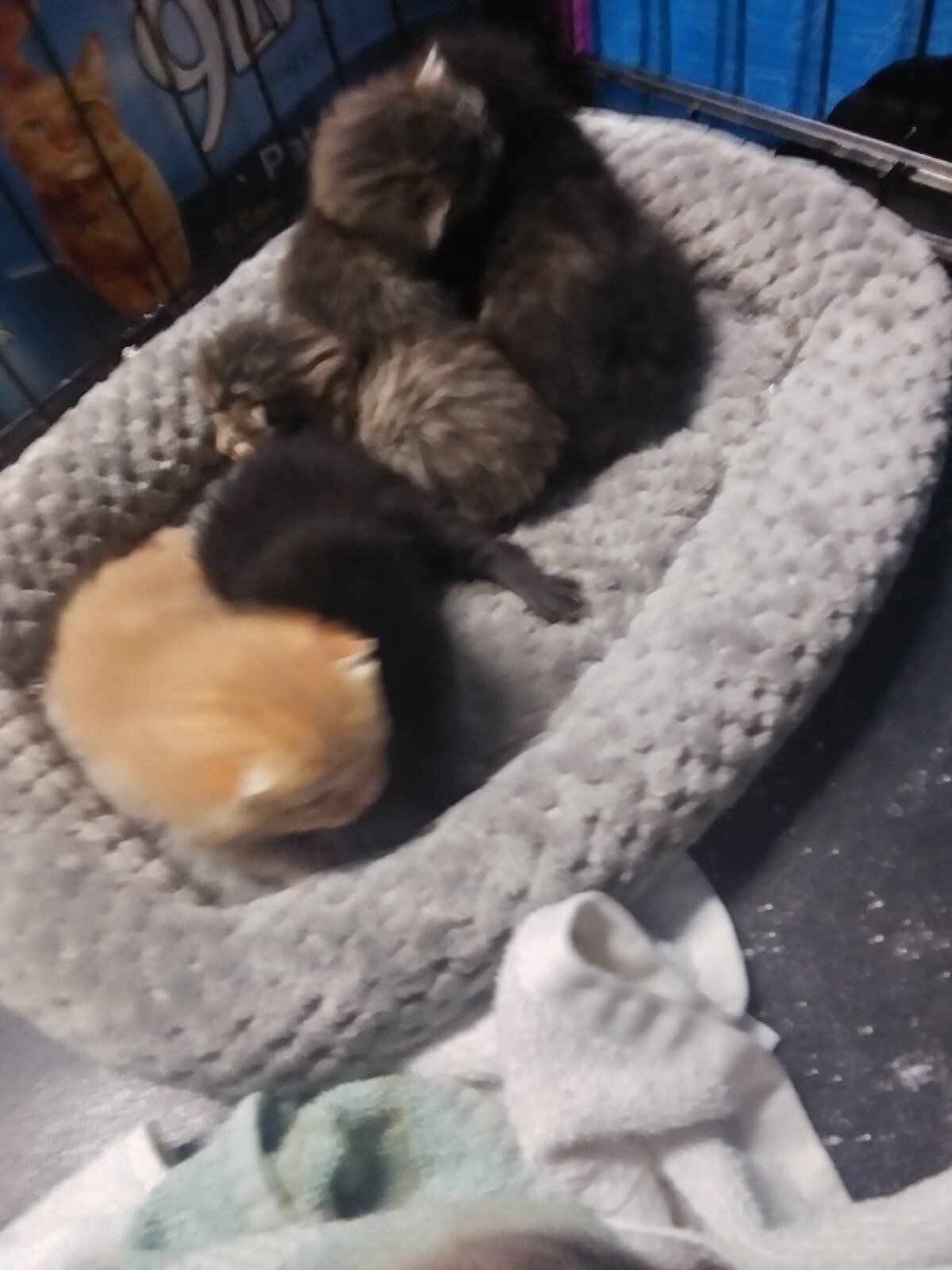 😻CHARITY😸 Feed A Cat For A Month