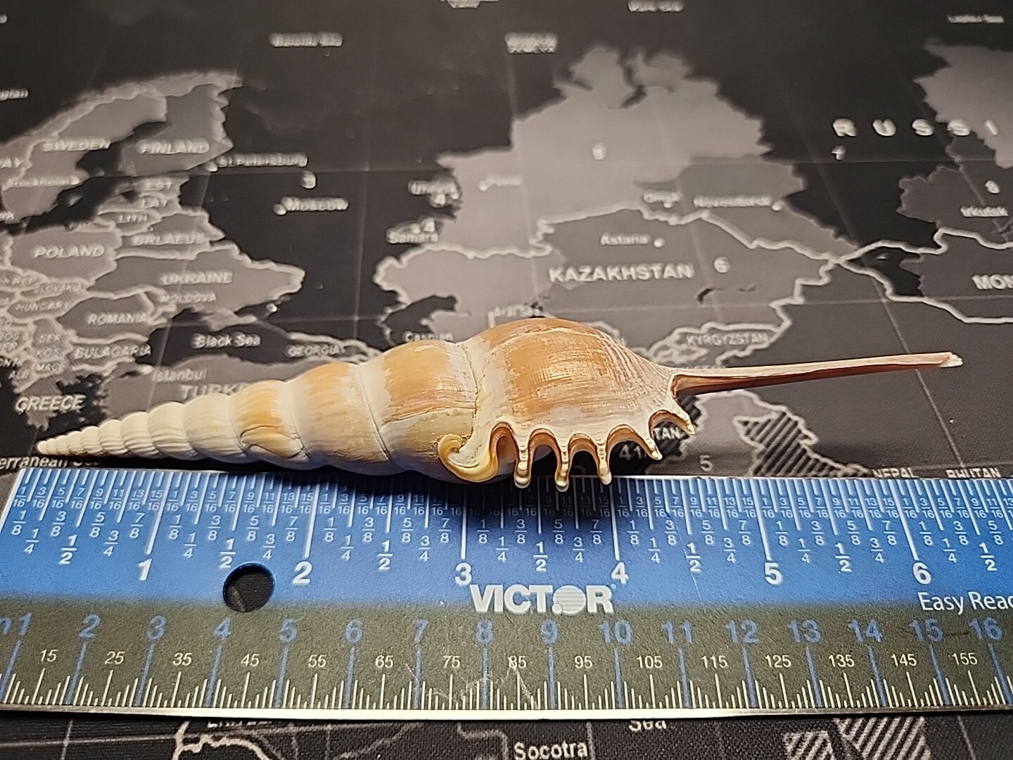 Tibia Fusus, 160 mm, HUGE RARE great condition NO RESERVE