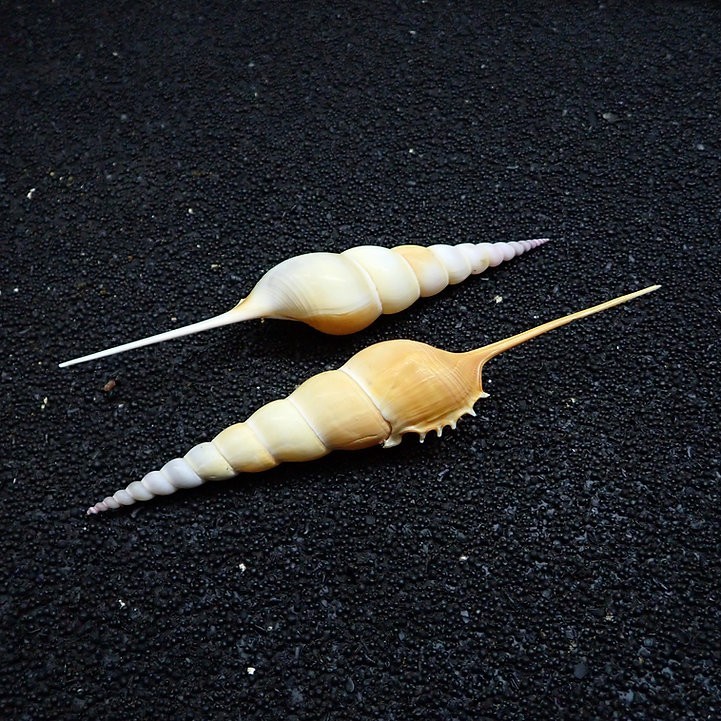 Tibia Fusus Shell/B87 (Sold by the piece)