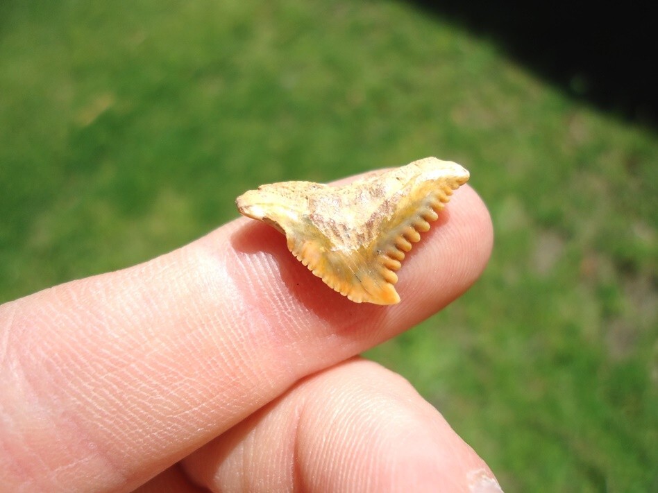 PATHOLOGICAL SNAGGLE TOOTH SHARK BONE VALLEY HEMIPRISTIS SHARKS TEETH FLORIDA FL