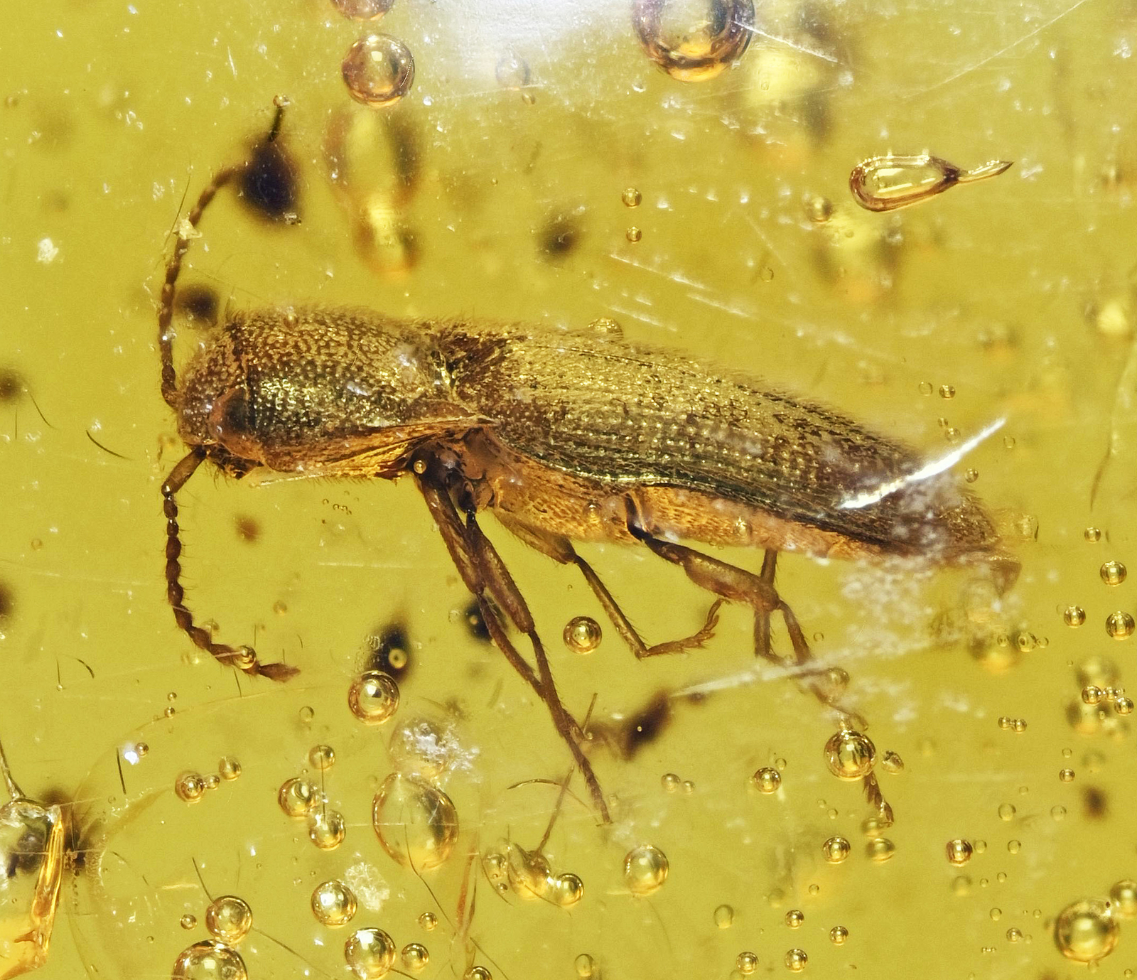 Detailed Coleoptera (Beetle), Fossil Inclusion in Dominican Amber