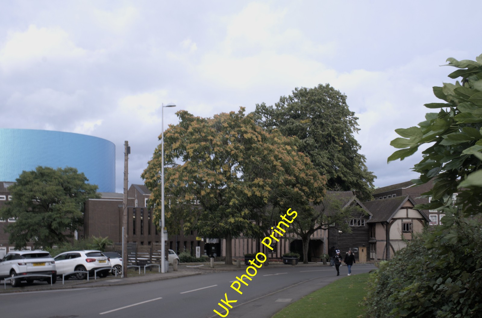 Photo A2 Tree of Heaven Coventry Most of the trees in central Coventry a c2021
