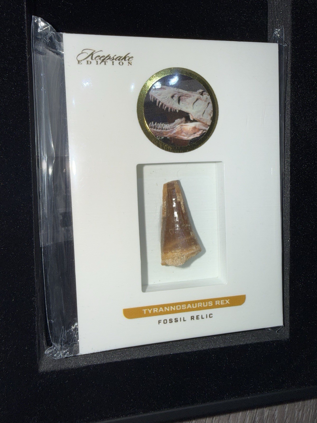 2023 Super Break Keepsake Edition Tyrannosaurus Rex Tooth T-Rex #08/50