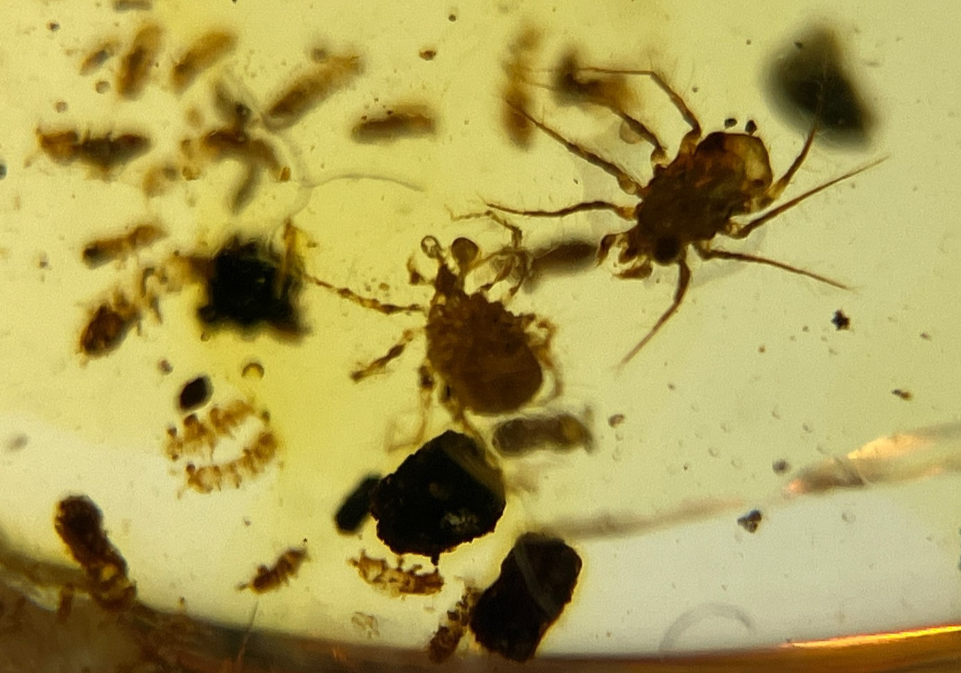 A101 BU2240 Swarm of Mites in Burmese Amber Burmite 99mya