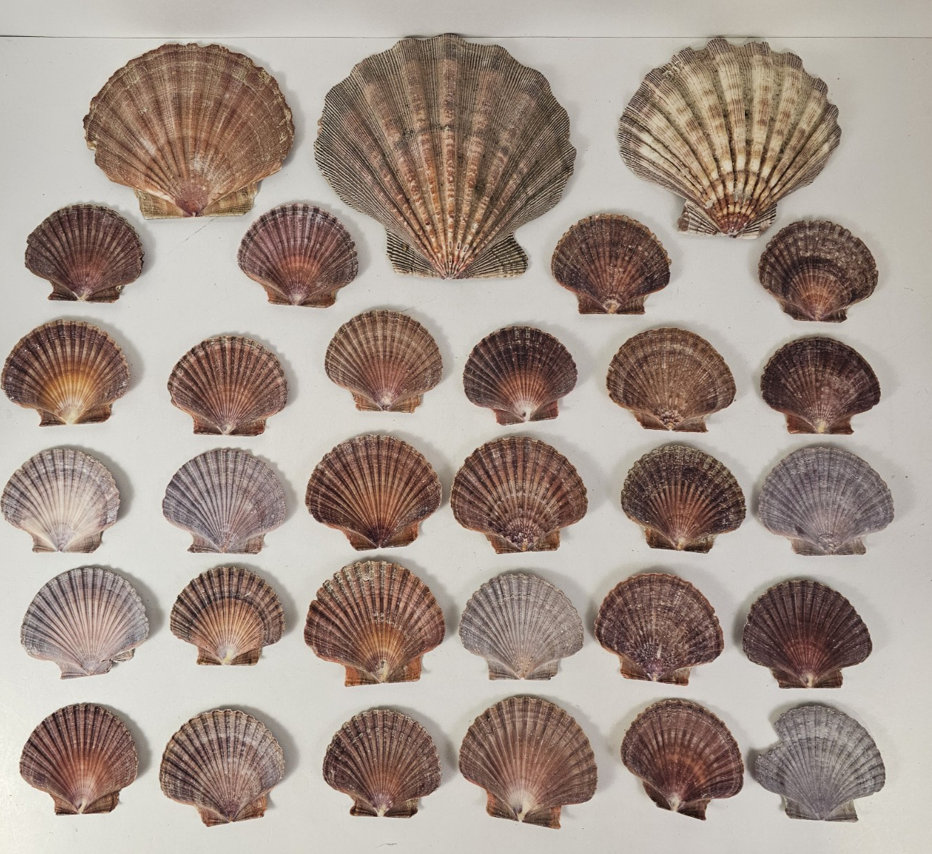 30Pc Lot Lions Paw Scallop Sea Shell Purple White 3 Large - 27 Small
