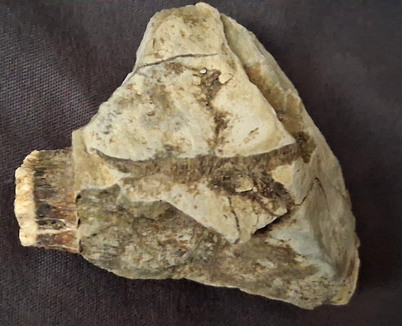 NEW Discovery Real baby dinosaur Hadrosaur skull head vertebrae fossil petrified