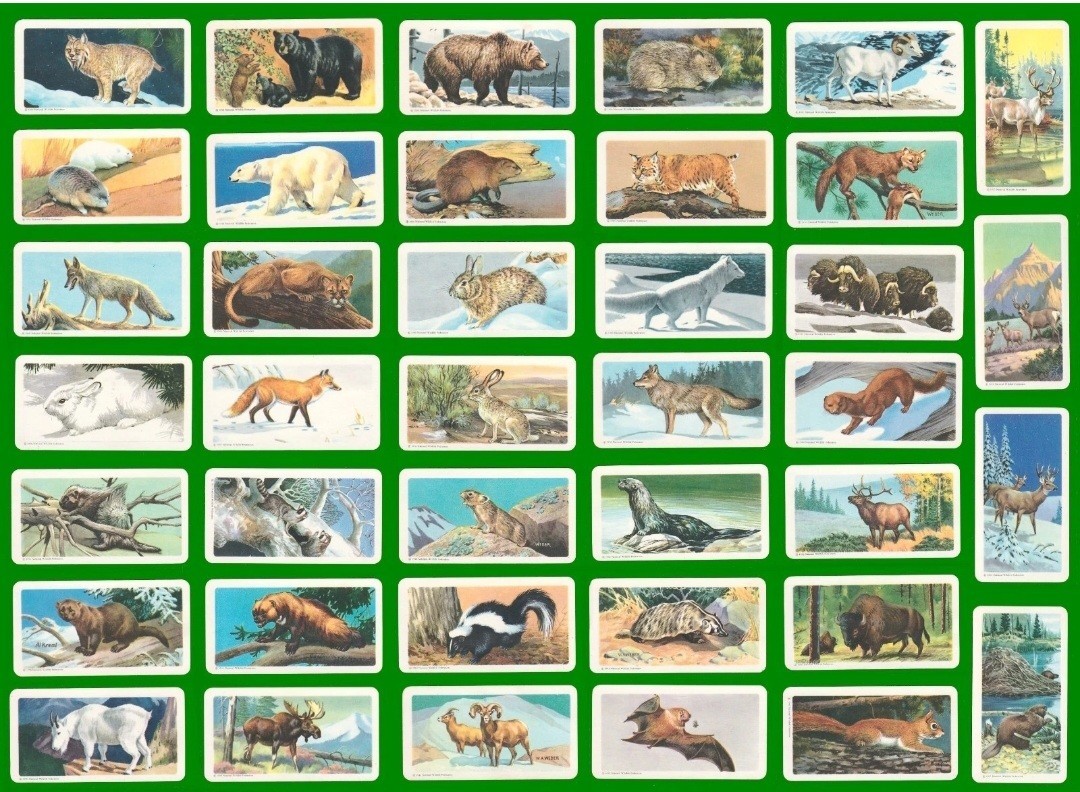 ANIMALS OF NORTH AMERICA BROOKE BOND CANADA 1960 SET OF TRADE CARDS ROLAND BACK