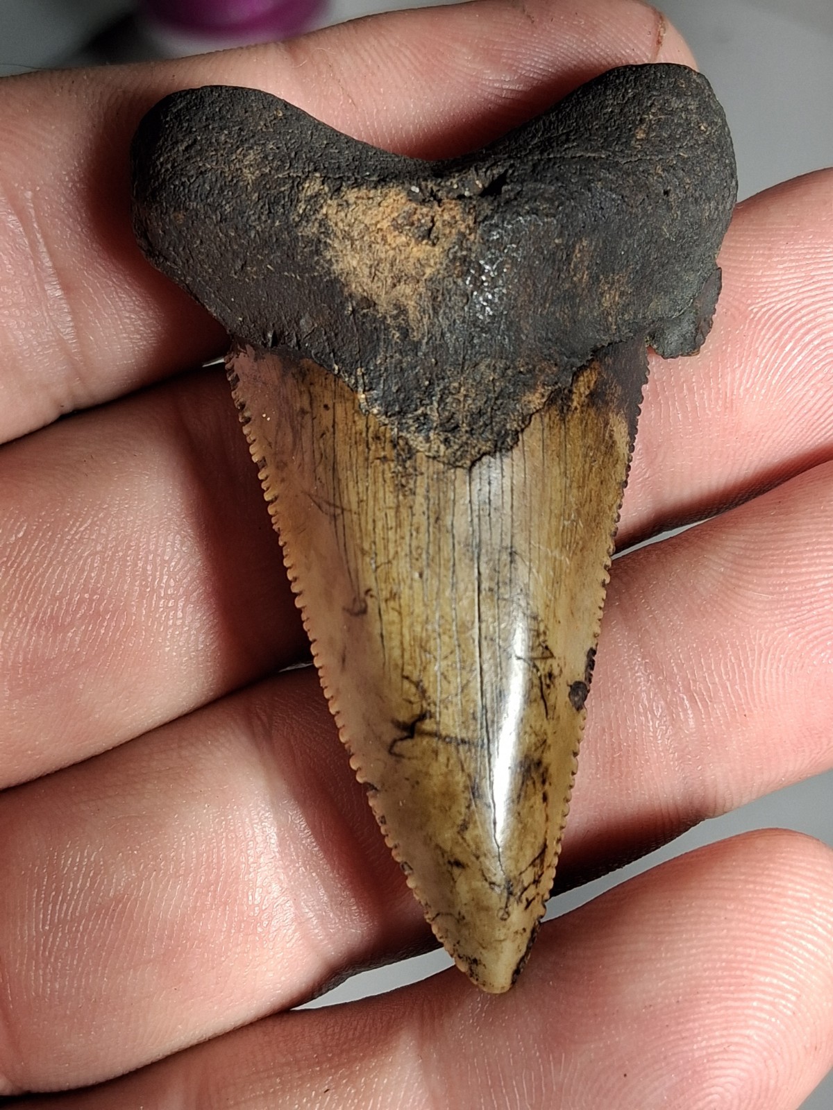 2.54  Suwannee River Auriculatus Shark Tooth Rare Florida👀👀👀👀👀👀👀