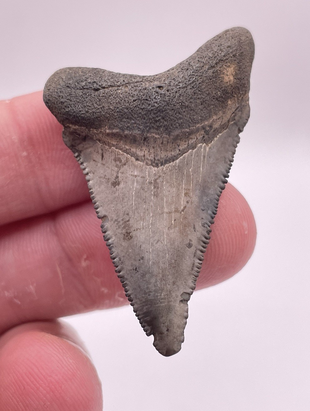 Slightly Deformed Pathological Lowcountry Angustiden Shark Tooth Fossil 1.79”