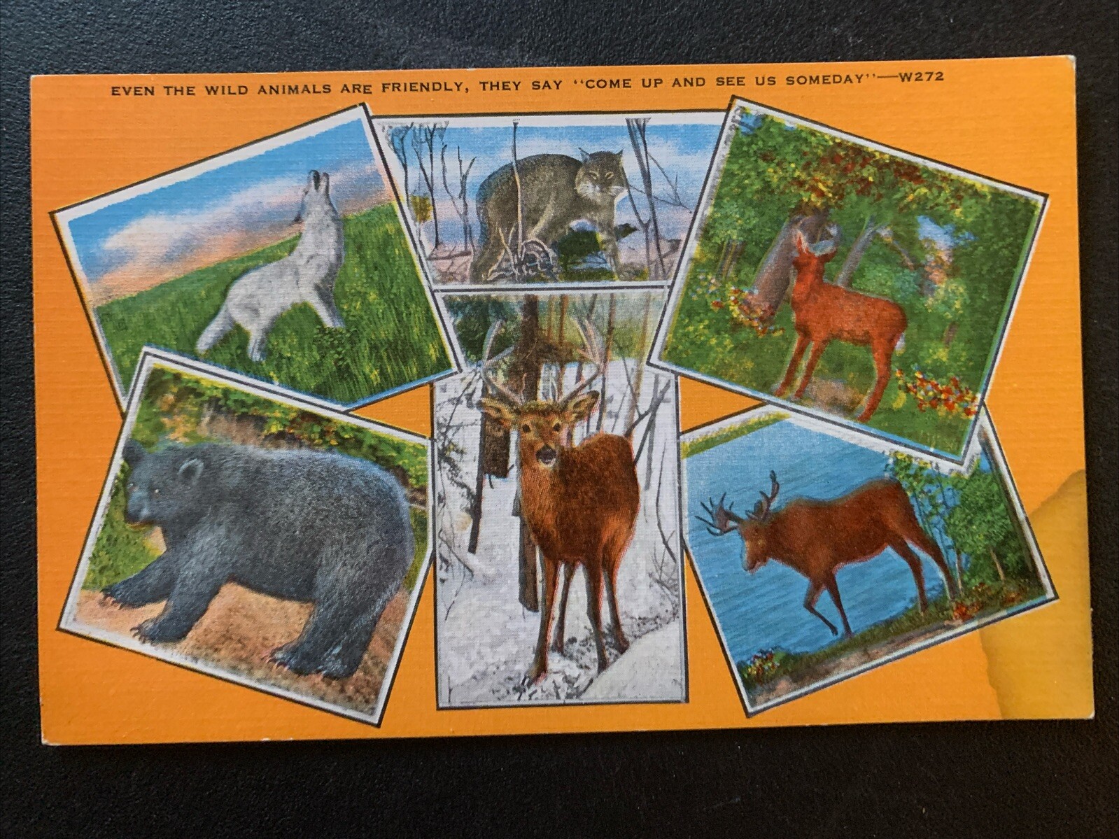 VTG Postcard Even The Wild Animals Are Friendly “Come Up & See Us Someday” MI