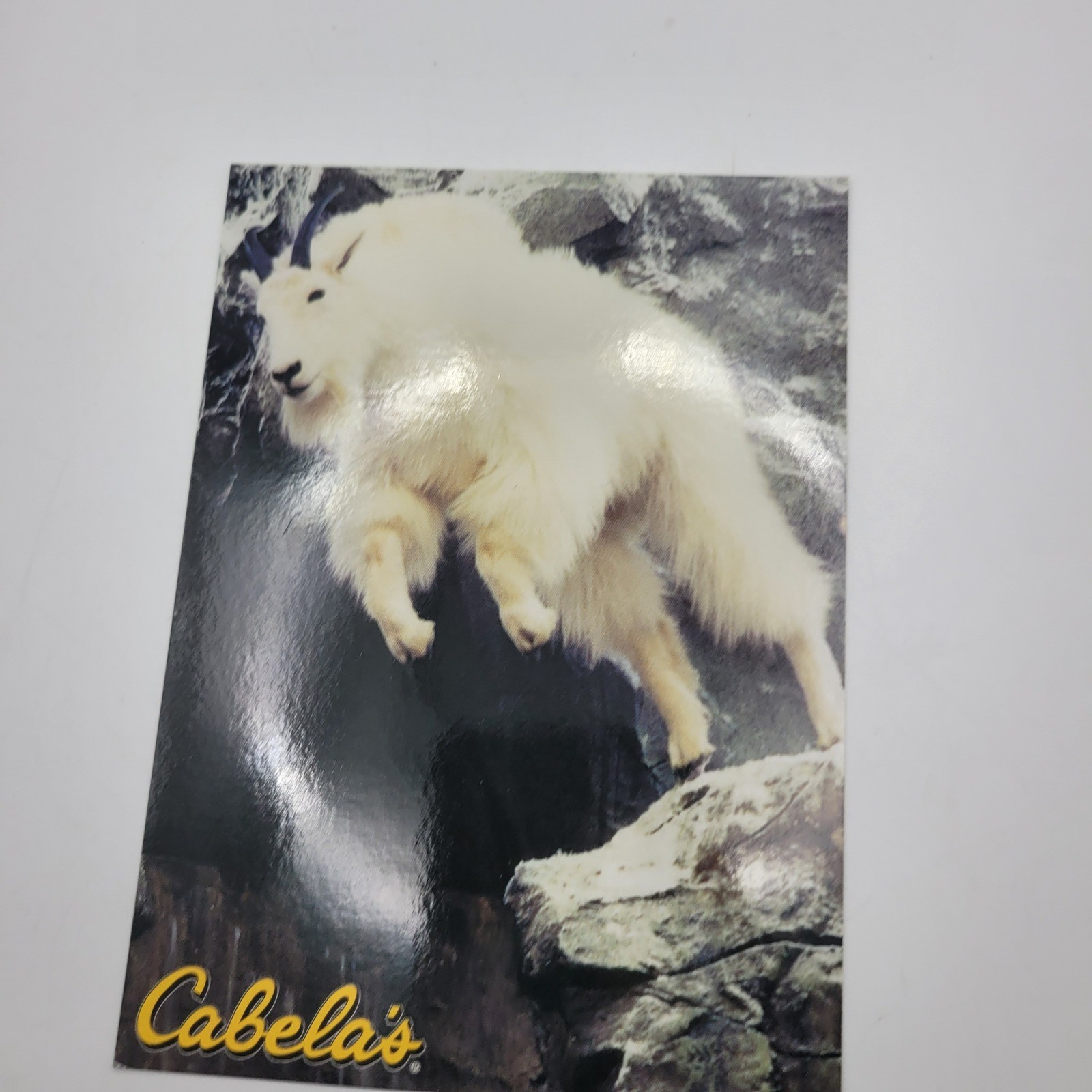 Cabelas Mountain Goat Postcard Dundee Michigan Wildlife Taxidermy Display