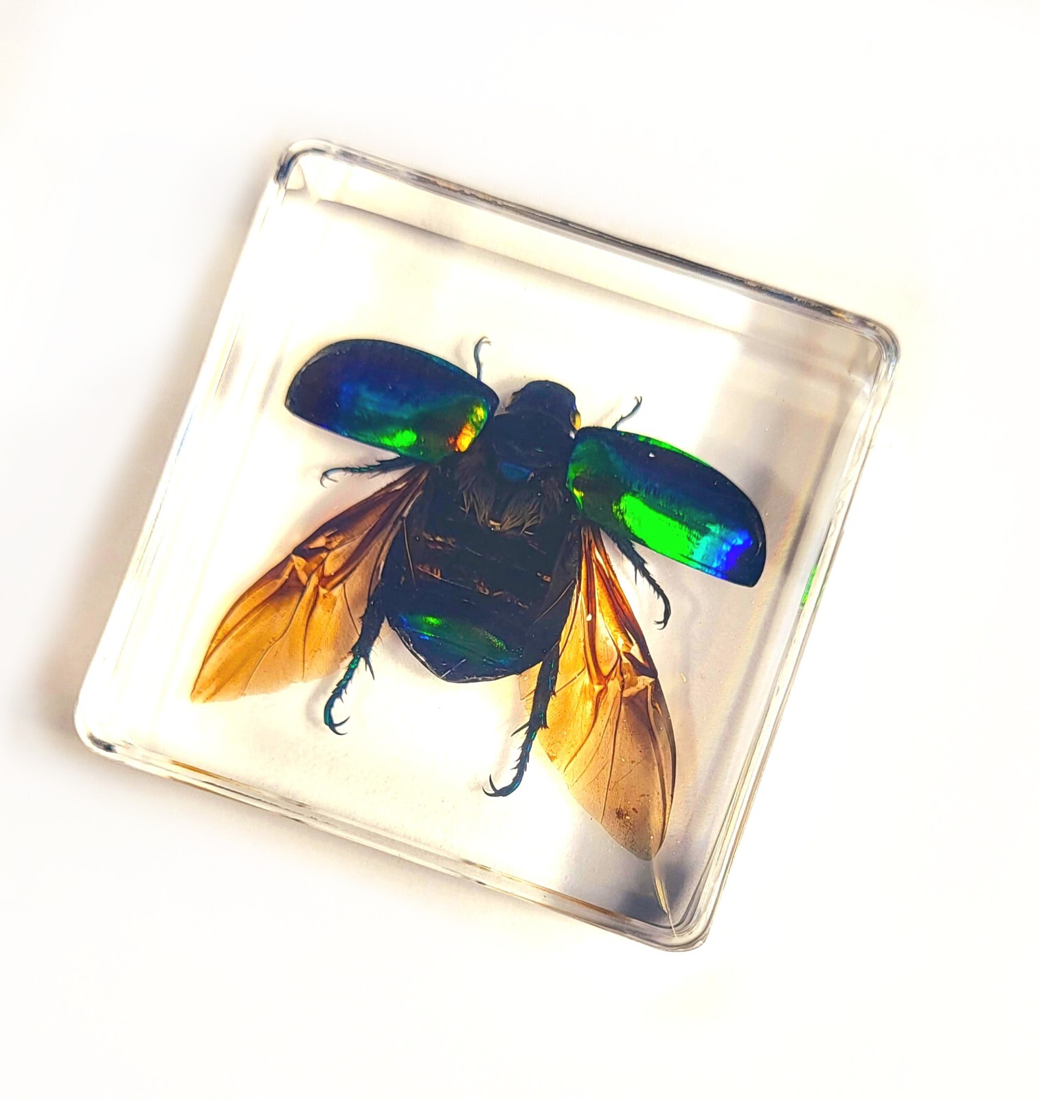 Real Green Chafer Beetle w/ Open Wings in Clear Resin Science Education Specimen