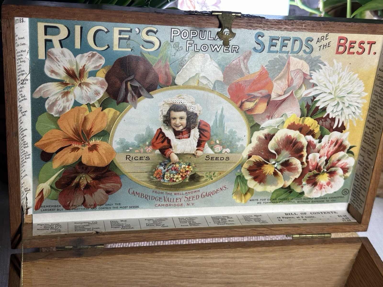Rare Antique Rice’s Popular Flower Seeds Countertop Display Box 1890’s