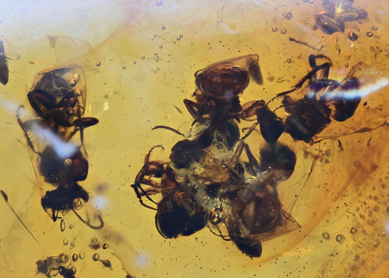 Swarm of Anthophila (Stingless Bee), Fossil insect inclusion in Chiapas Amber