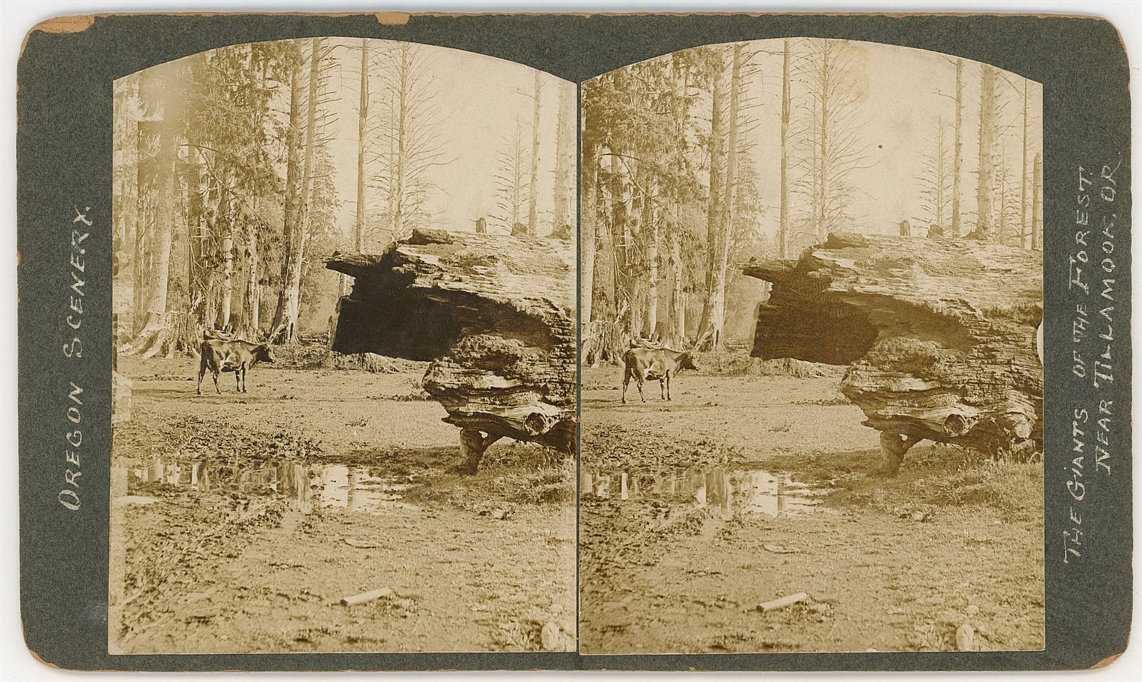 OREGON STEREOVIEW - Tillamook - Giant Trees - Oregon Scenery 1890s