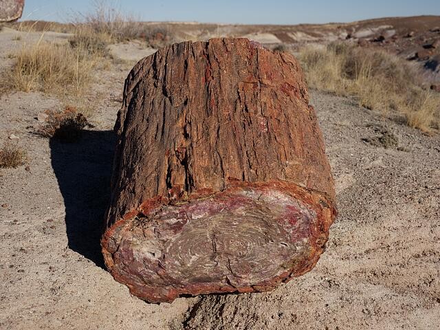 Photo:Petrified Forest National Park Arizona 2018 Fossilized Tree Trunk