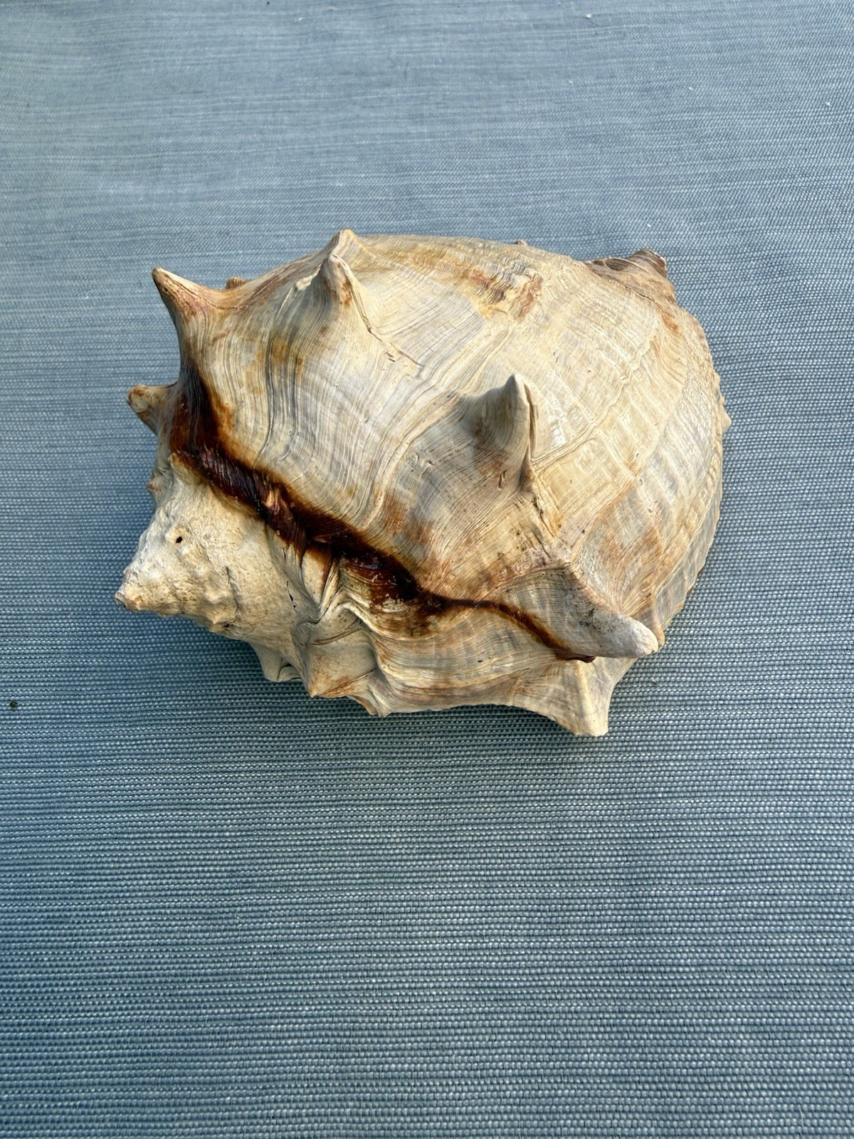 RARE fossilized Caribbean Crown conch from central Florida..Pliocene era. 