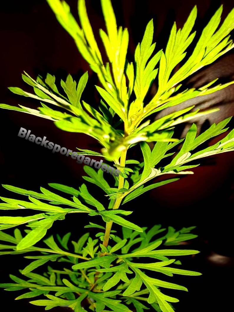2 Live Mugwort Plant (Artemisia vulgaris) Lucid dreaming 12 - 18 inches tall