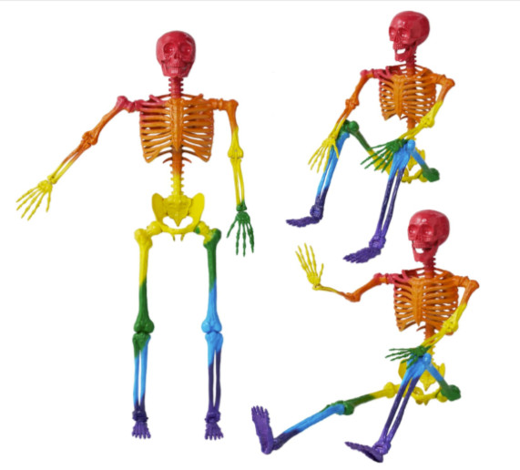 NEW JOYIN 5 ft. 6 in. Posable Life Size Rainbow Skeleton w Realistic Bones PRIDE