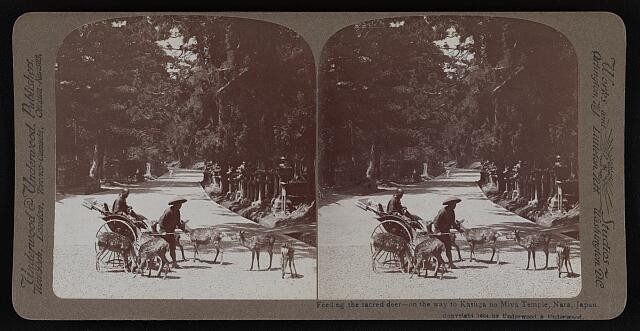 Photo:Nara Japan c1904 Feeding Sacred Deer Kasuga no Miya Temple