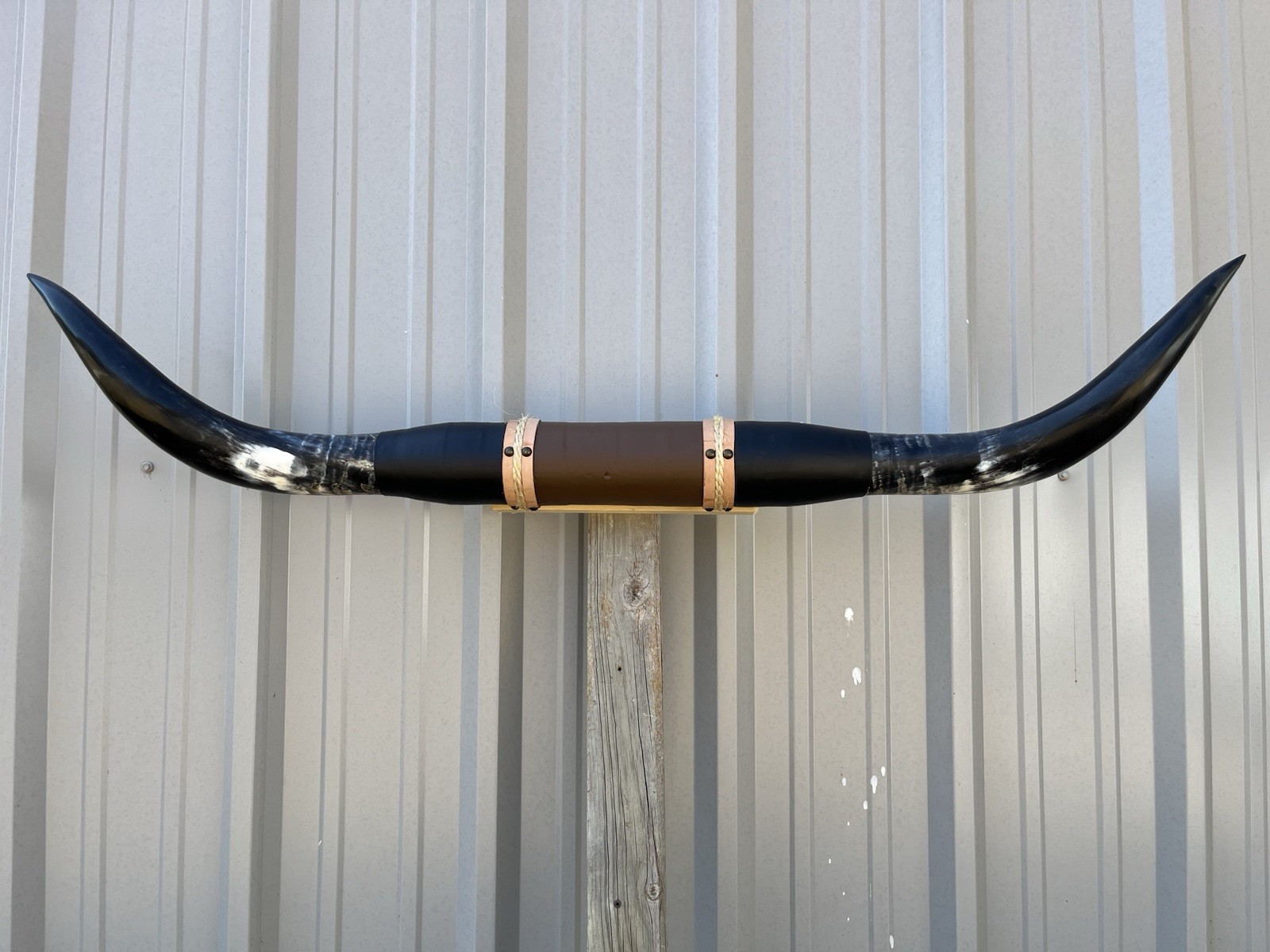 MOUNTED STEER HORNS 4 Feet 3 Inches LONGHORN POLISHED MOUNT BULL COW