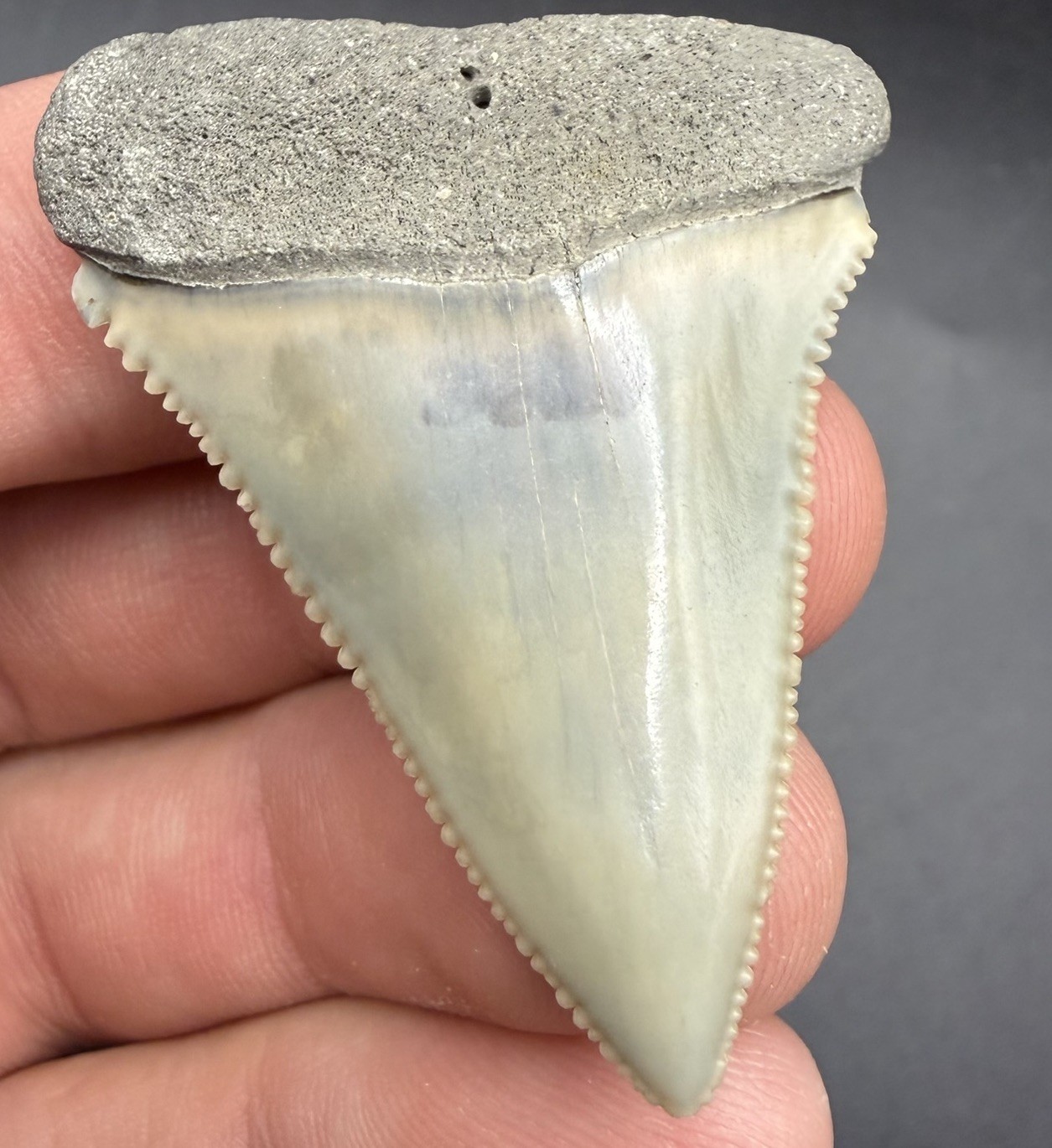 Great White Shark Tooth - RARE LOCATION - San Diego, CA - 1.84” All Natural