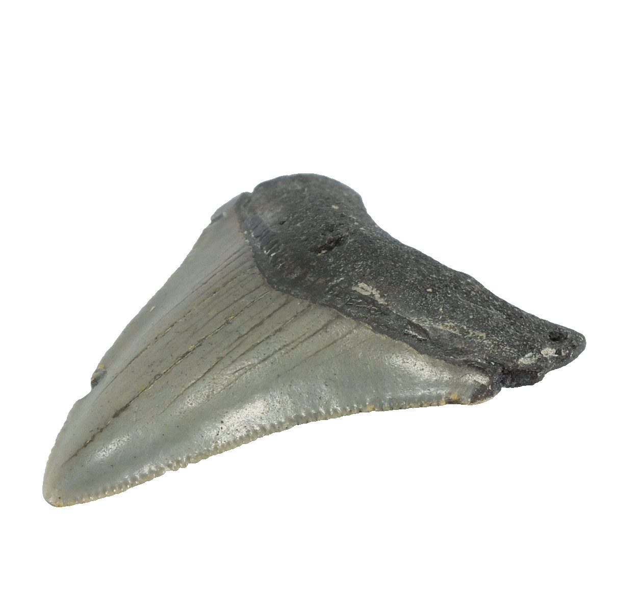 Odontus (Carcharodon) Megalodon Shark Tooth The Ledge N. Carolina USA  (EA10674)