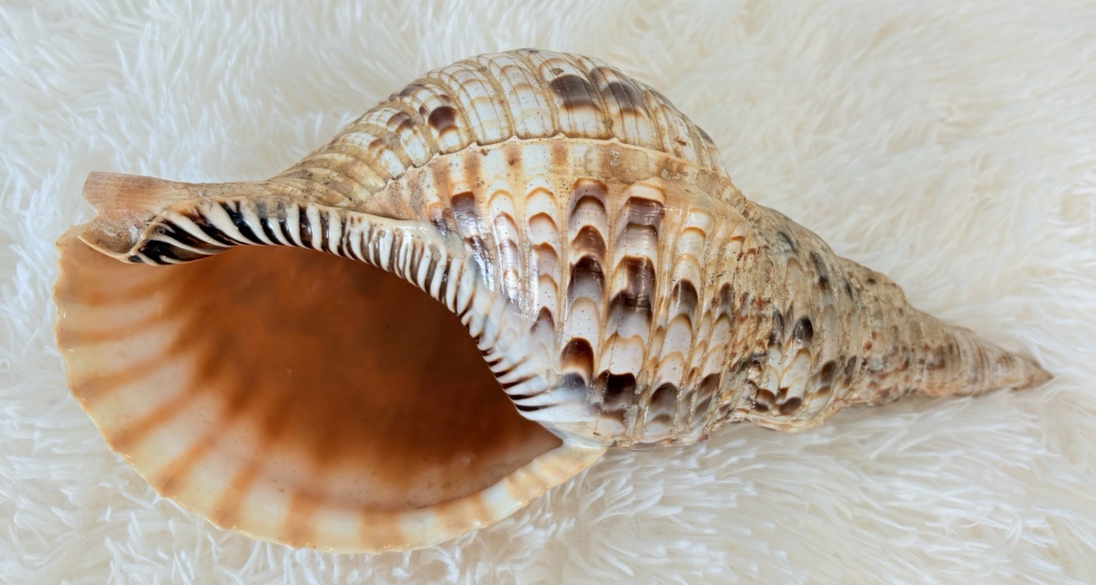XL 13” Triton's Trumpet Charonia Seashell Natural Conch Shell Beach Decor