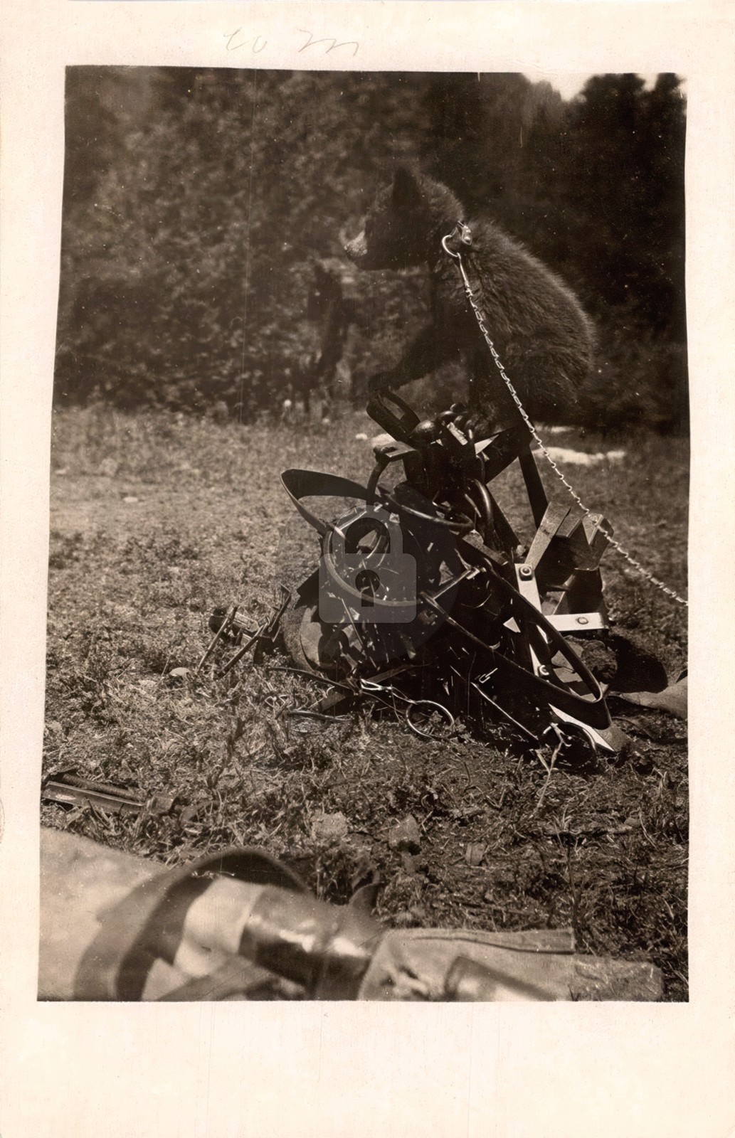 1920s Bear Caught Bear Trap RPPC Photo Postcard COPY