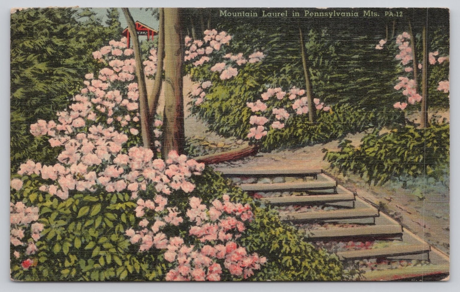 Vintage Linen Postcard Mountain Laurel Pennsylvania Mts Path PA-12 Postmarked