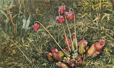 Carnivorous Pitcher Plant Sarracenia purpurea Postcard c1932 C.A. Mitchell picture