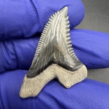 Gem Quality Hemipristis Serra 1.36” Top Quality Florida Tooth picture