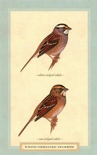 White-Throated Sparrow, Adult, David Sibley (American, 1961-) --New POSTCARD picture