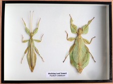 Real Walking Leaf phyllium Insect Male&Female Taxidermy Display 3D Wooden Box picture