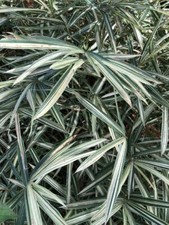 4 Roots Poaceae Sasaella Masamuneana Albostriata Dwarf Variegated Bamboo picture