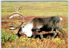 [OS1] Postcard XL size 6.75x4.75. Unused. Caribou picture